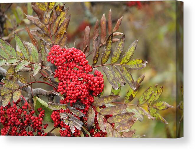 Mountain Ash Canvas Print featuring the photograph Mountain Ash with Berries by Allen Nice-Webb