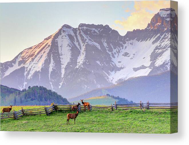 Elk Canvas Print featuring the photograph Mountain Elk by Scott Mahon
