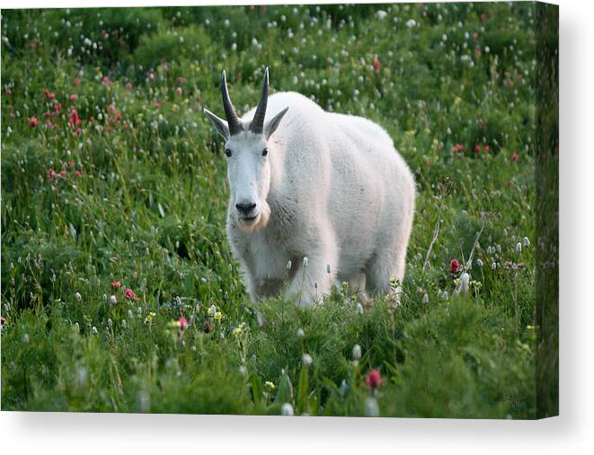 Mountain Goat Canvas Print featuring the photograph Mountain Goat and Wildflowers by Brett Pelletier