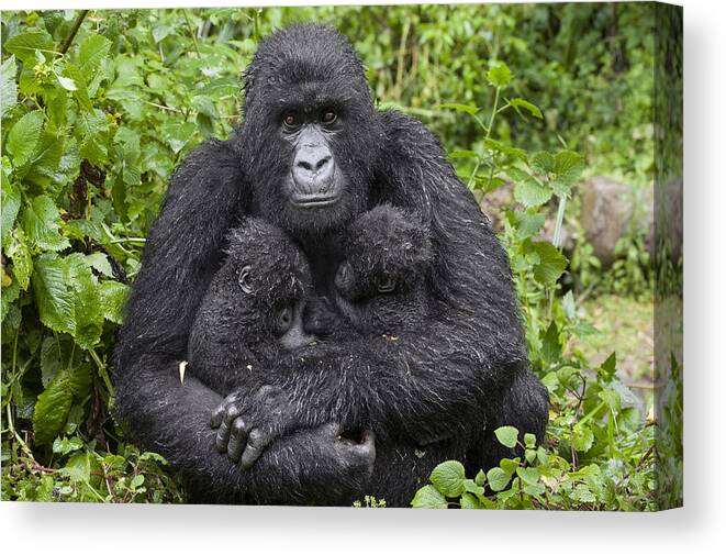 00499668 Canvas Print featuring the photograph Mountain Gorilla Mother Holding 5 Month by Suzi Eszterhas