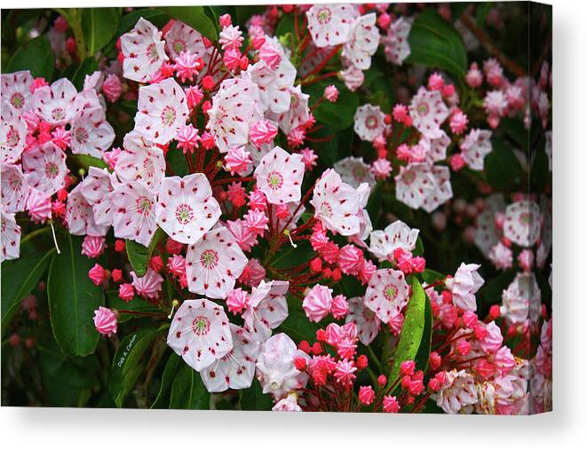 Mountain Laurels Canvas Print featuring the photograph Mountain Laurels by Dale R Carlson
