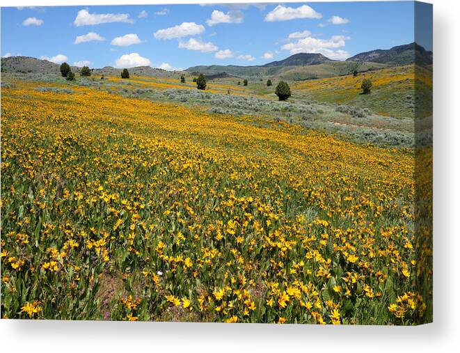 No People Canvas Print featuring the photograph Mountain Meadows of Yellow Wildflowers by Brett Pelletier