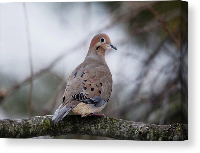 Dove Canvas Print featuring the photograph Mourning Dove Sitting Pretty by Debbie Oppermann