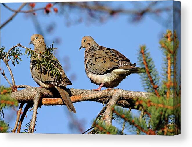 Mourning Doves Canvas Print featuring the photograph Mourning Doves In Spring by Debbie Oppermann