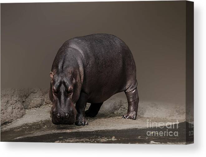 Hippopotamus Canvas Print featuring the photograph Mr. Hippo by Charuhas Images