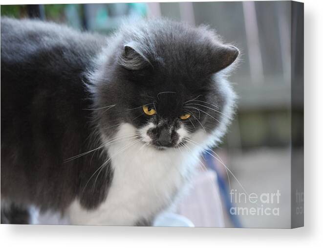 Cat Canvas Print featuring the photograph Ms Mustache 3 by Sheri Simmons