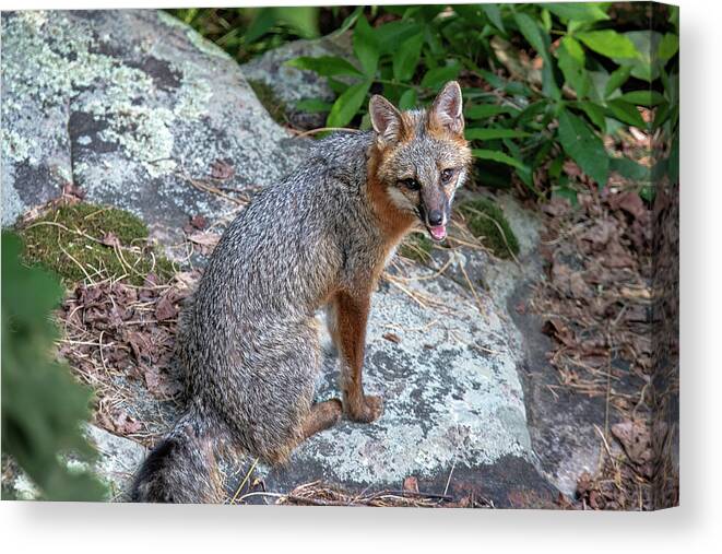 Fox Canvas Print featuring the photograph Ms Pin by Norman Peay