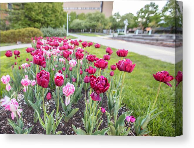 Big Ten Canvas Print featuring the photograph MSU Spring 19 by John McGraw
