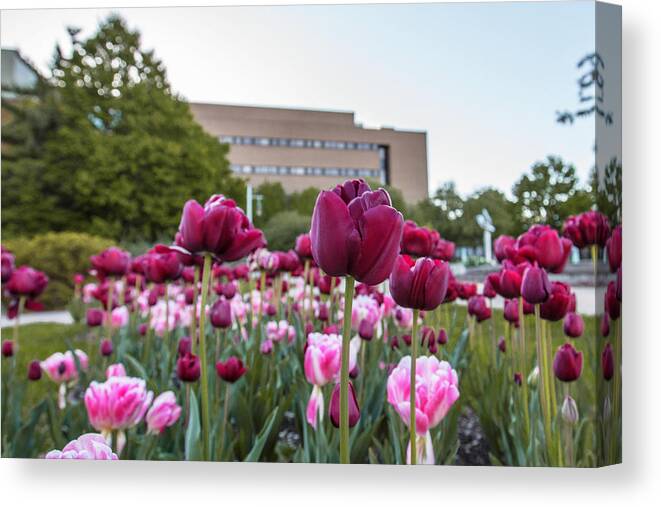 Big Ten Canvas Print featuring the photograph MSU Spring 21 by John McGraw