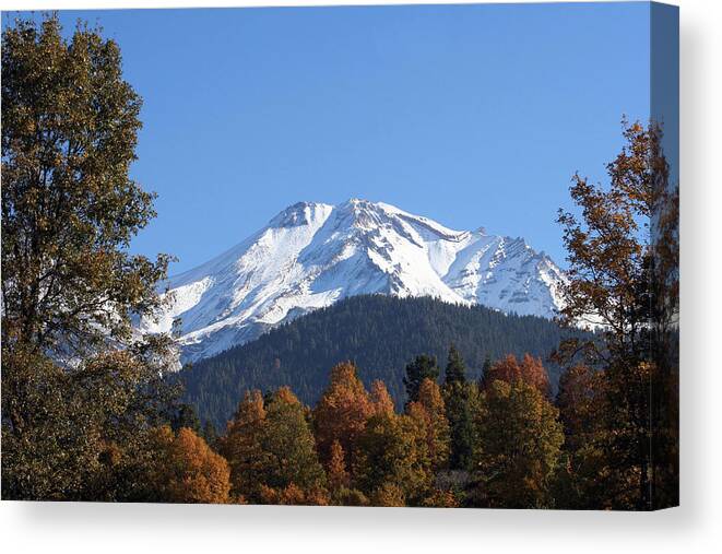 Nature Canvas Print featuring the photograph Mt. Shasta Framed by Holly Ethan