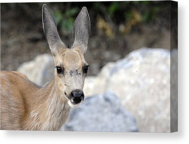 Deer Canvas Print featuring the photograph Mule Deer by Keith Lovejoy