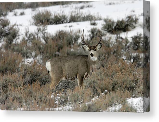 Deer Canvas Print featuring the photograph Mule Deer by Ronnie And Frances Howard