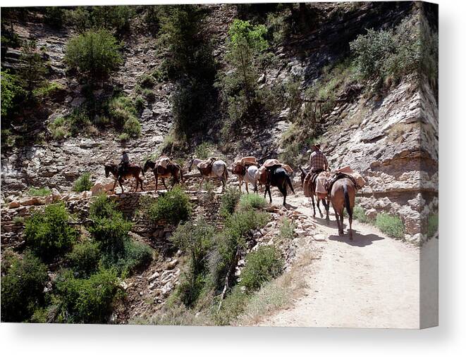 Mule Train Canvas Print featuring the photograph Mule Train by Rich S