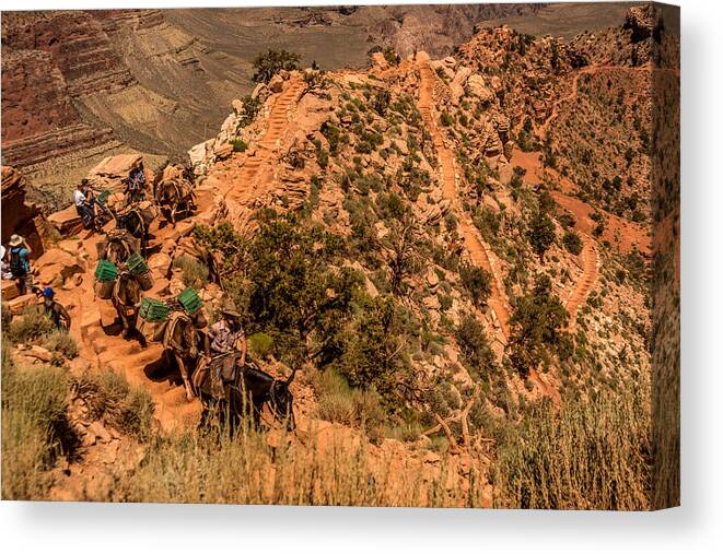 Mule Train Canvas Print featuring the photograph Mule train South Kaibab Trail by Claudia Abbott