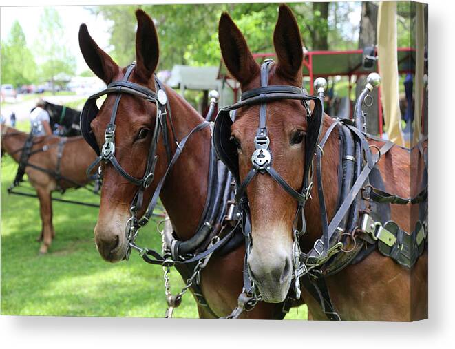 Mule Canvas Print featuring the photograph Mules 6 by Dwight Cook