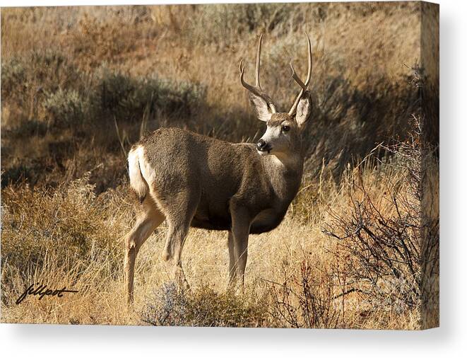 Mule Deer Canvas Print featuring the photograph Mulie by Bon and Jim Fillpot