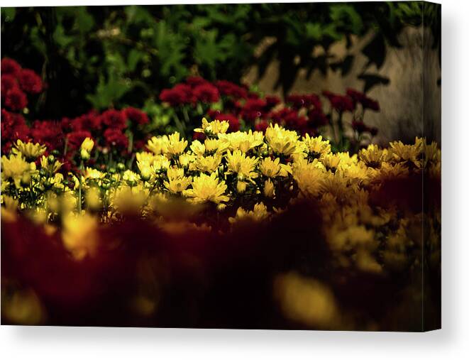 Jay Stockhaus Canvas Print featuring the photograph Mums by Jay Stockhaus