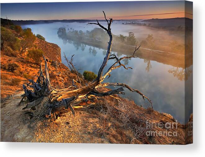 Murray River Dawn Sunrise Mist Misty Fog Foggy Still Serene River Fallen Tree Uprooted Inland Water Early Morning Landscape Landscapes South Australia Australian Canvas Print featuring the photograph Murray River Dawn by Bill Robinson