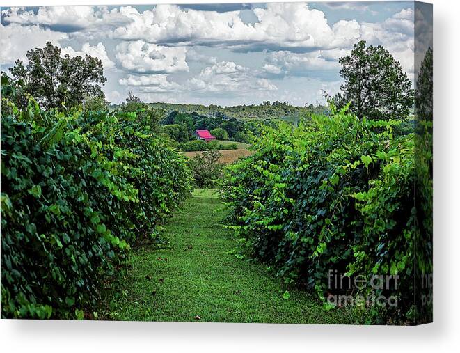 Muscodine Canvas Print featuring the photograph Muscadine View by Paul Mashburn