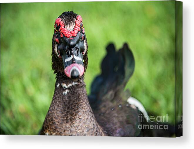 Muscovy Canvas Print featuring the photograph Muscovy Duck-0278 by Steve Somerville