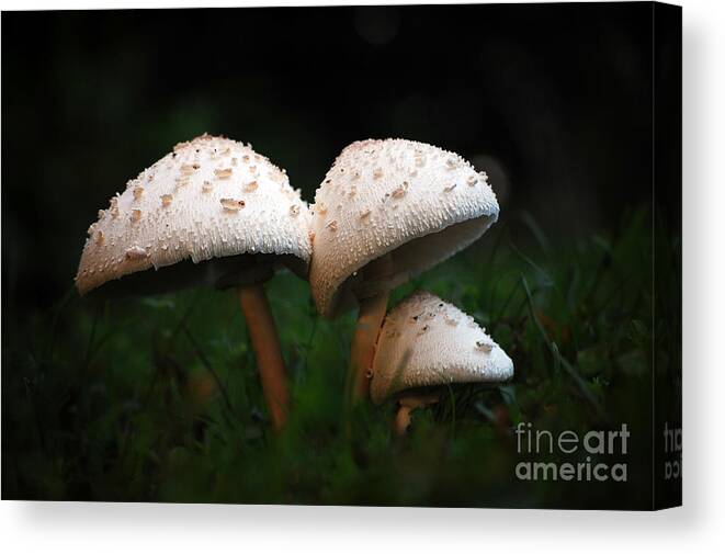 Mushrooms Canvas Print featuring the photograph Mushrooms in the morning by Robert Meanor