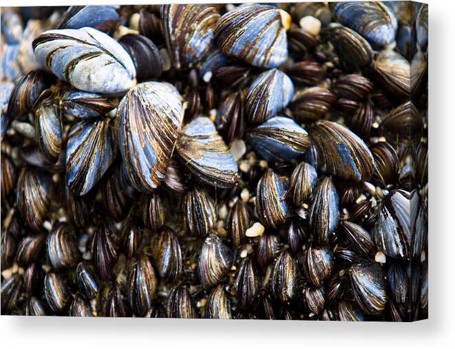 Mussels Canvas Print featuring the photograph Mussels by Justin Albrecht