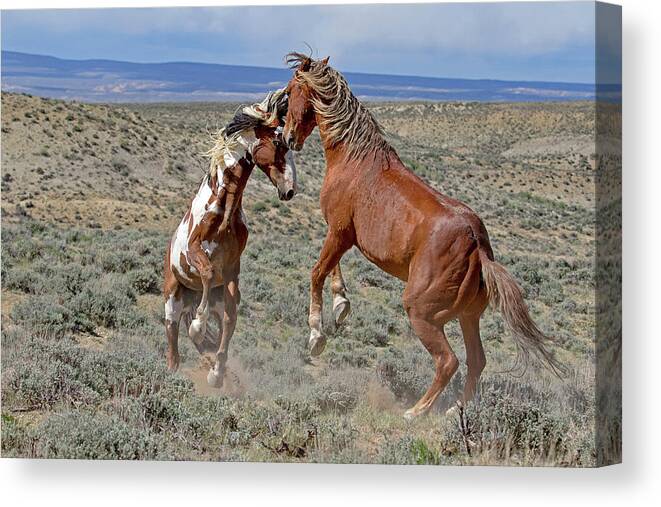 Pinto Canvas Print featuring the photograph Mustang Battle by Mindy Musick King