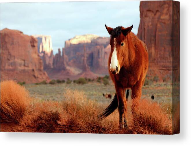 Mustang Canvas Print featuring the photograph Mustang by Nicholas Blackwell