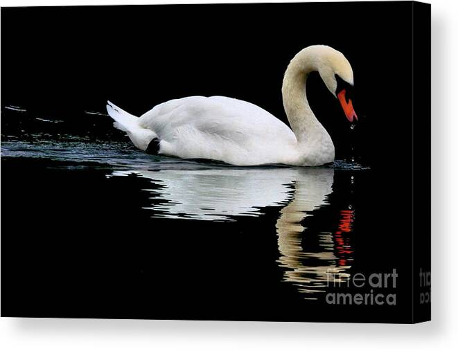 Swan Canvas Print featuring the photograph Mute Swan by Baggieoldboy