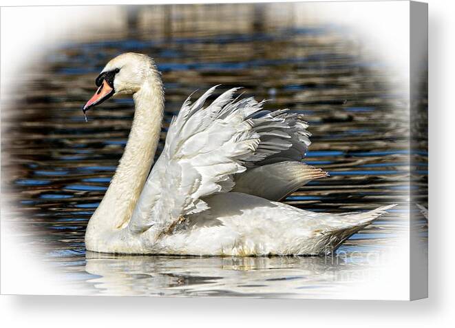 Swan Canvas Print featuring the photograph Mute Swan by Kathy Baccari