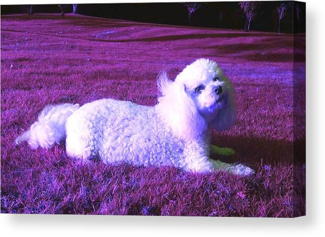 Fantasy Canvas Print featuring the photograph My Best Side In Pink Dusk Bright by Rowena Tutty