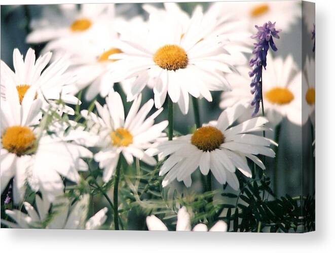 Daisies Canvas Print featuring the photograph My Daisies by Jackie Mueller-Jones