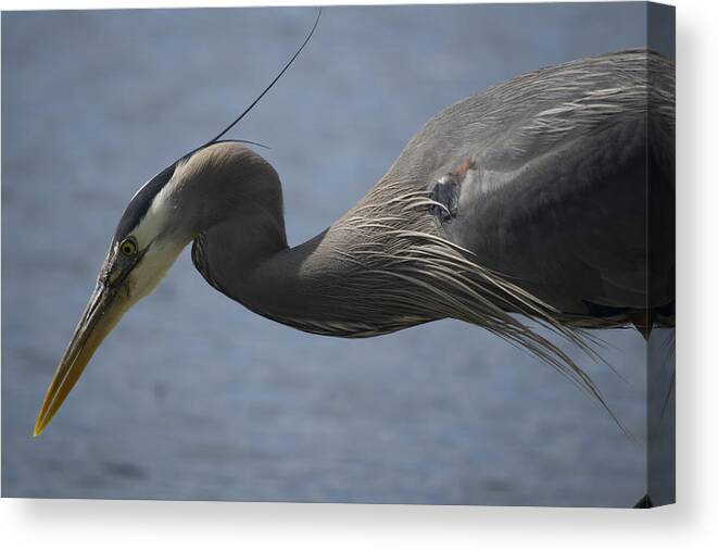 Blue Heron Canvas Print featuring the photograph My Profile by Karen Rose Warner