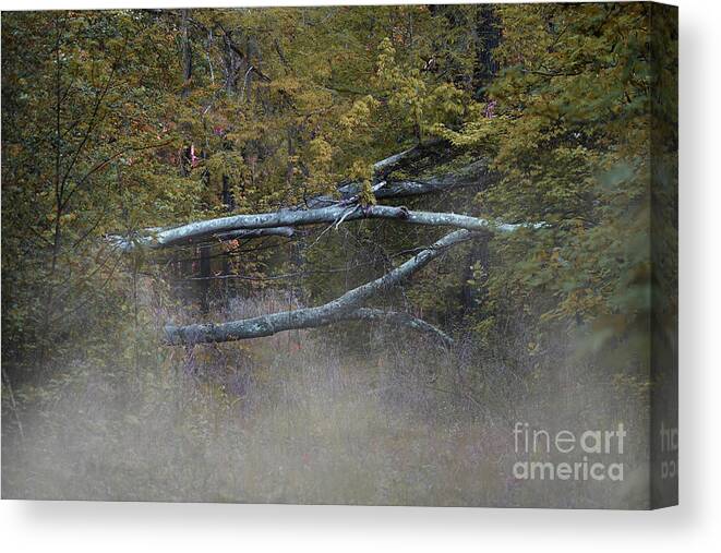 Nature Canvas Print featuring the photograph Mystery In The Fall by Skip Willits