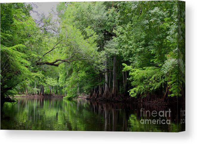 Withlacoochee River Canvas Print featuring the photograph Mystical Withlacoochee River by Barbara Bowen
