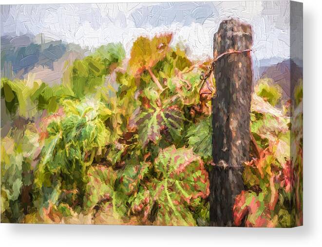 David Letts Canvas Print featuring the painting Napa Vineyard by David Letts