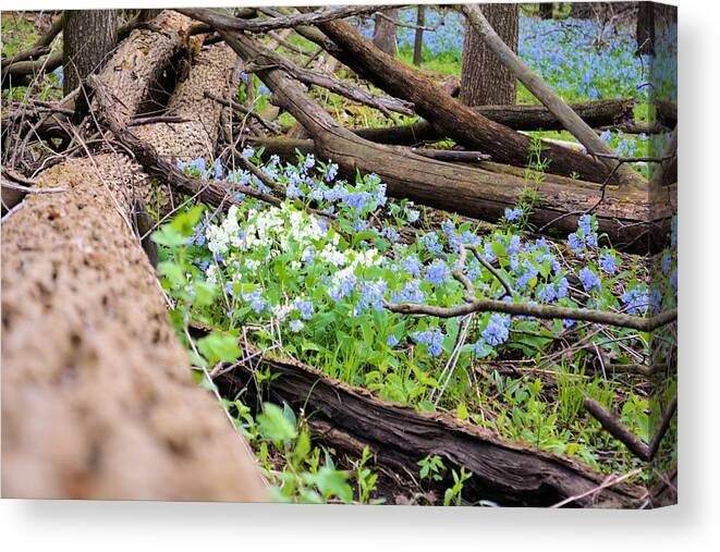 Blue Canvas Print featuring the photograph Natural Flowerbed by Bonfire Photography