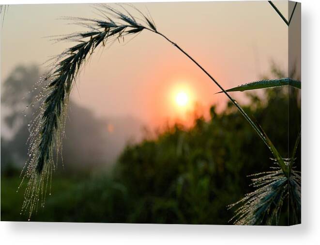 Sun Canvas Print featuring the photograph Natural Frame by Bonfire Photography