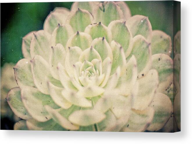 Garden Canvas Print featuring the photograph Natural Geometry by Ana V Ramirez