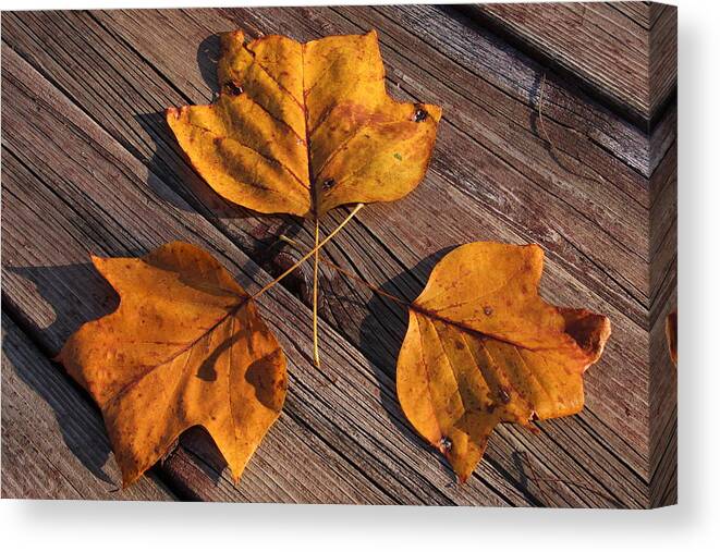 Leaves Canvas Print featuring the photograph Nature and Me by Lyle Hatch