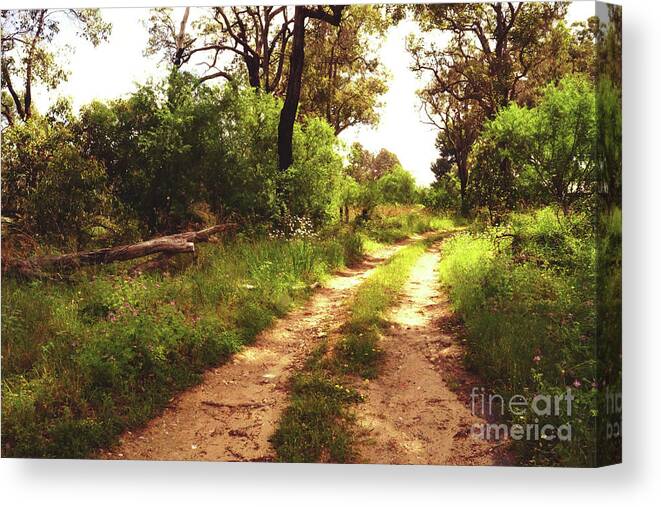Australia Canvas Print featuring the photograph Nature Trail by Cassandra Buckley