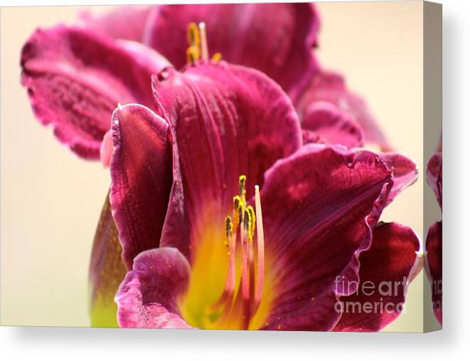 Pink Canvas Print featuring the photograph Nature's Beauty 122 by Deena Withycombe