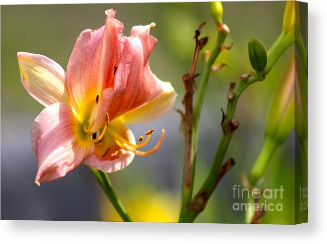 Pink Canvas Print featuring the photograph Nature's Beauty 124 by Deena Withycombe