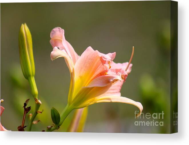 Pink Canvas Print featuring the photograph Nature's Beauty 125 by Deena Withycombe