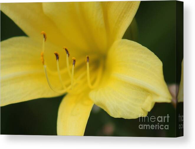 Yellow Canvas Print featuring the photograph Nature's Beauty 38 by Deena Withycombe