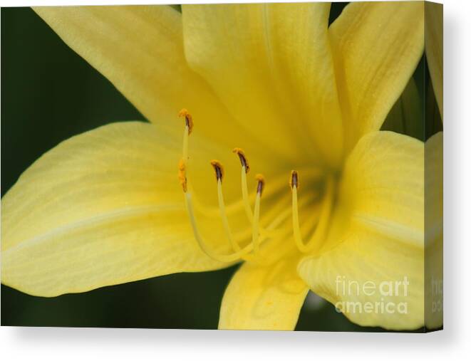 Yellow Canvas Print featuring the photograph Nature's Beauty 39 by Deena Withycombe