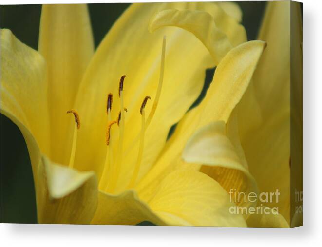 Yellow Canvas Print featuring the photograph Nature's Beauty 40 by Deena Withycombe