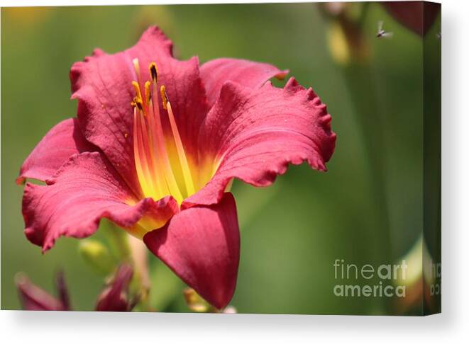 Yellow Canvas Print featuring the photograph Nature's Beauty 41 by Deena Withycombe