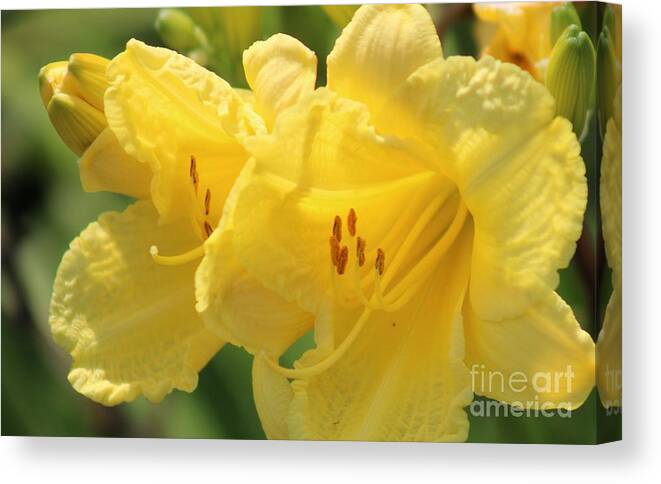 Yellow Canvas Print featuring the photograph Nature's Beauty 45 by Deena Withycombe