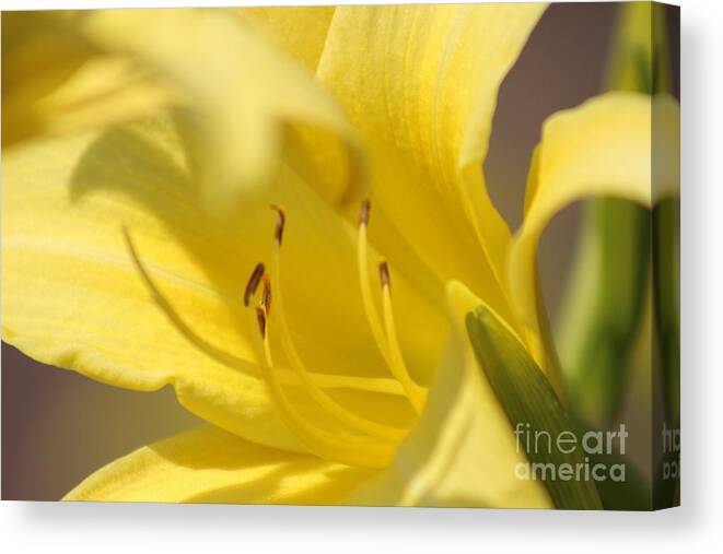Yellow Canvas Print featuring the photograph Nature's Beauty 47 by Deena Withycombe